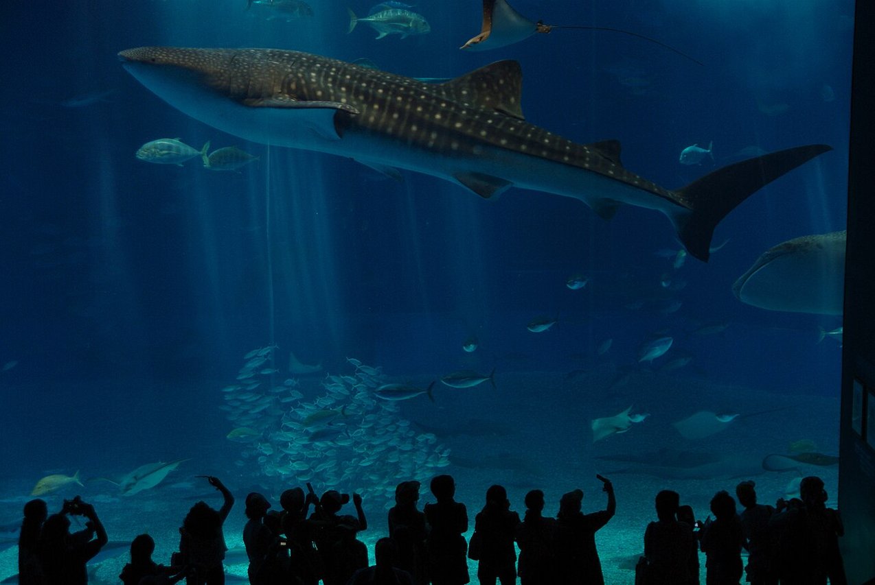Churaumi Aquarium whale shark tank Okinawa