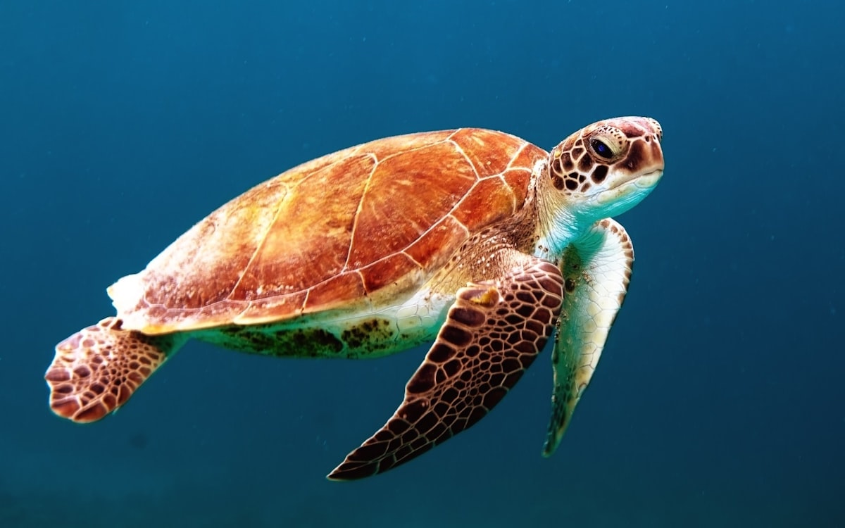Sea turtle underwater at Chaikou snorkeling park, Green Island Taiwan