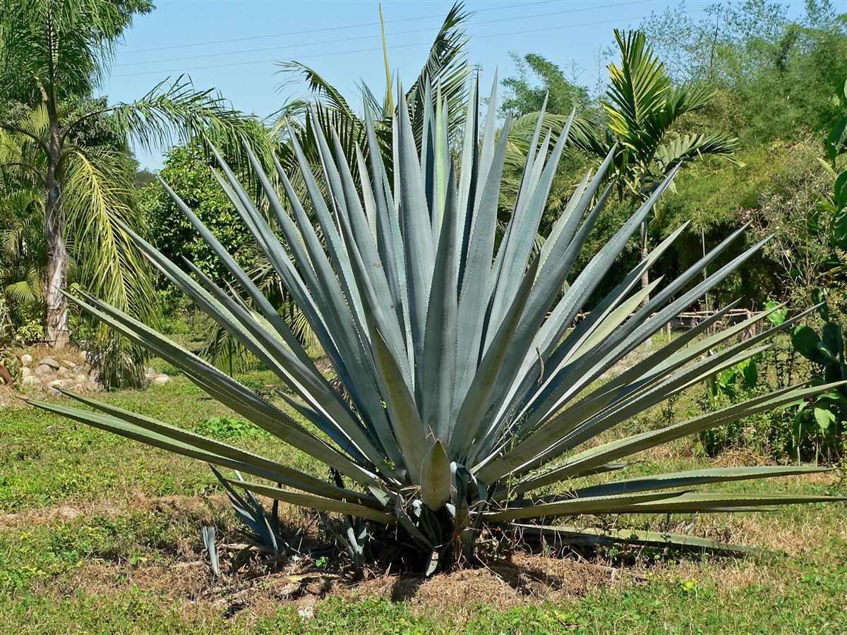 Tequila town blue agave fields