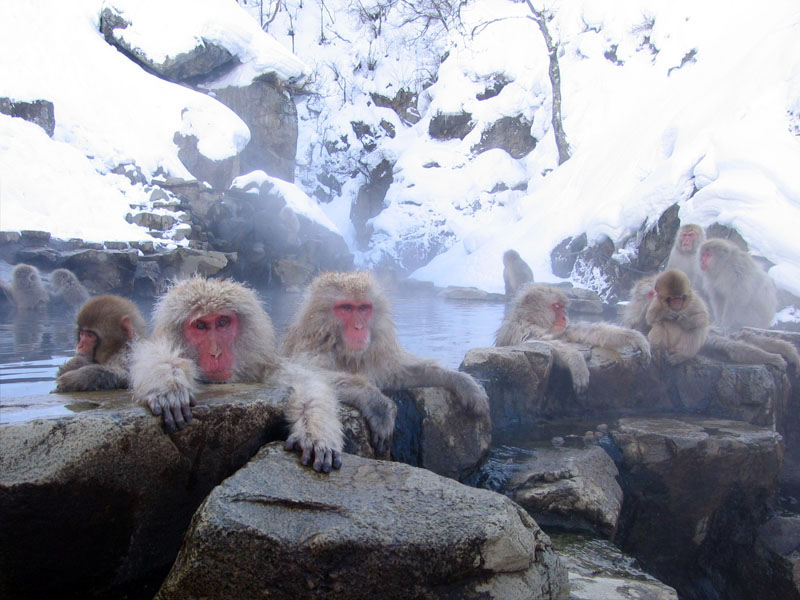 ลิงหิมะแช่ออนเซ็นที่ Jigokudani Monkey Park นากาโน่ ท่ามกลางหิมะ