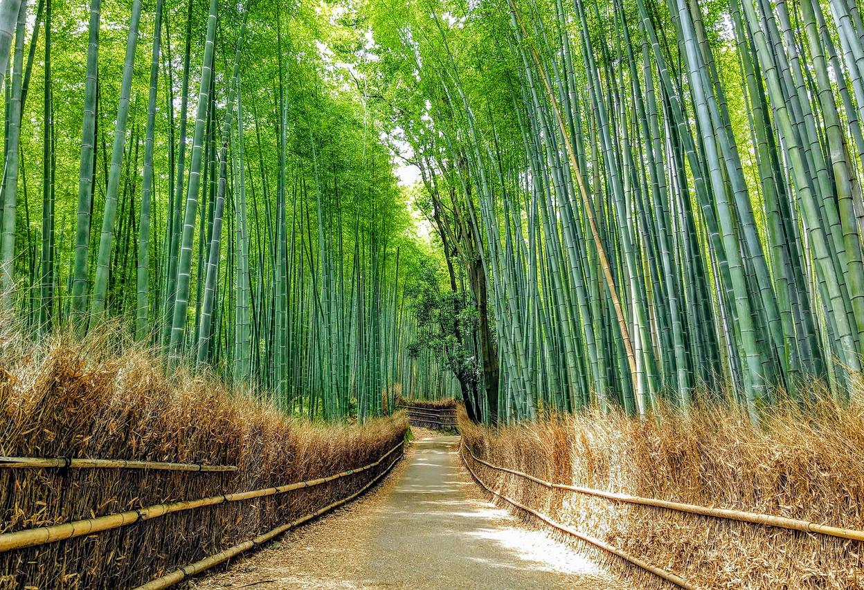 ป่าไผ่ Arashiyama เกียวโต