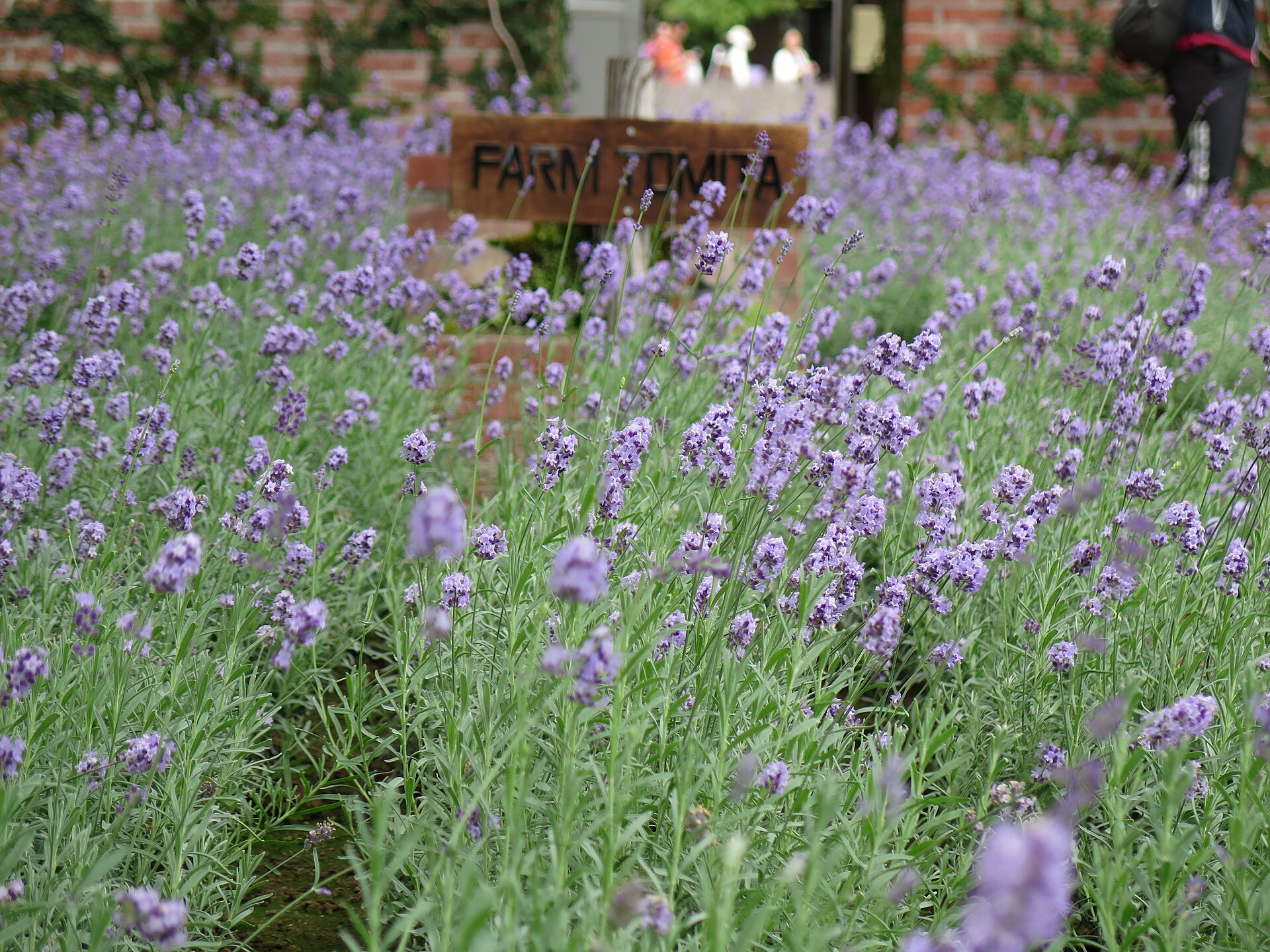 ทุ่งลาเวนเดอร์ Farm Tomita ฟูราโน่