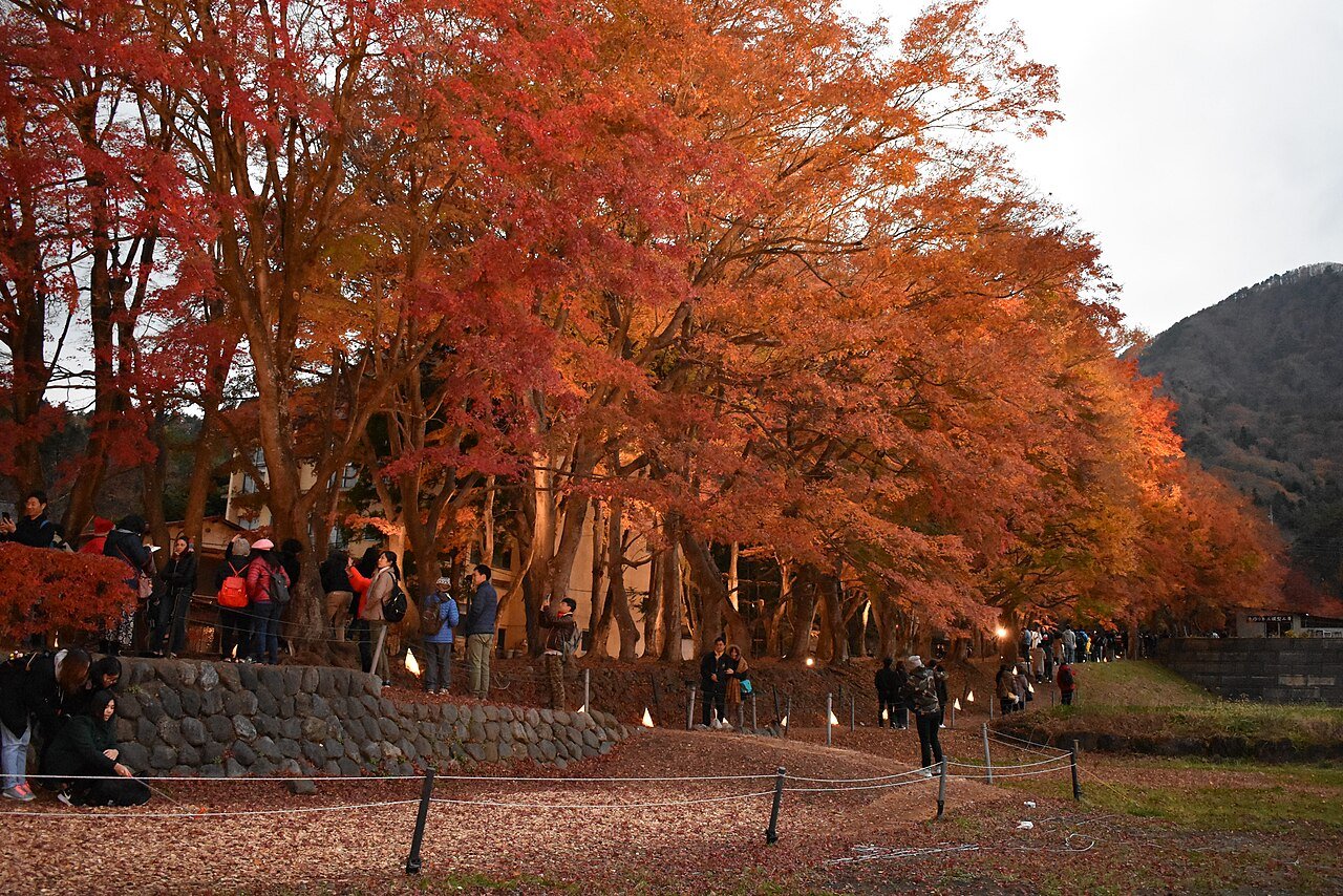 The Momiji Corridor beside Lake Kawaguchiko, a line of red-and-orange maple trees during the evening illuminations