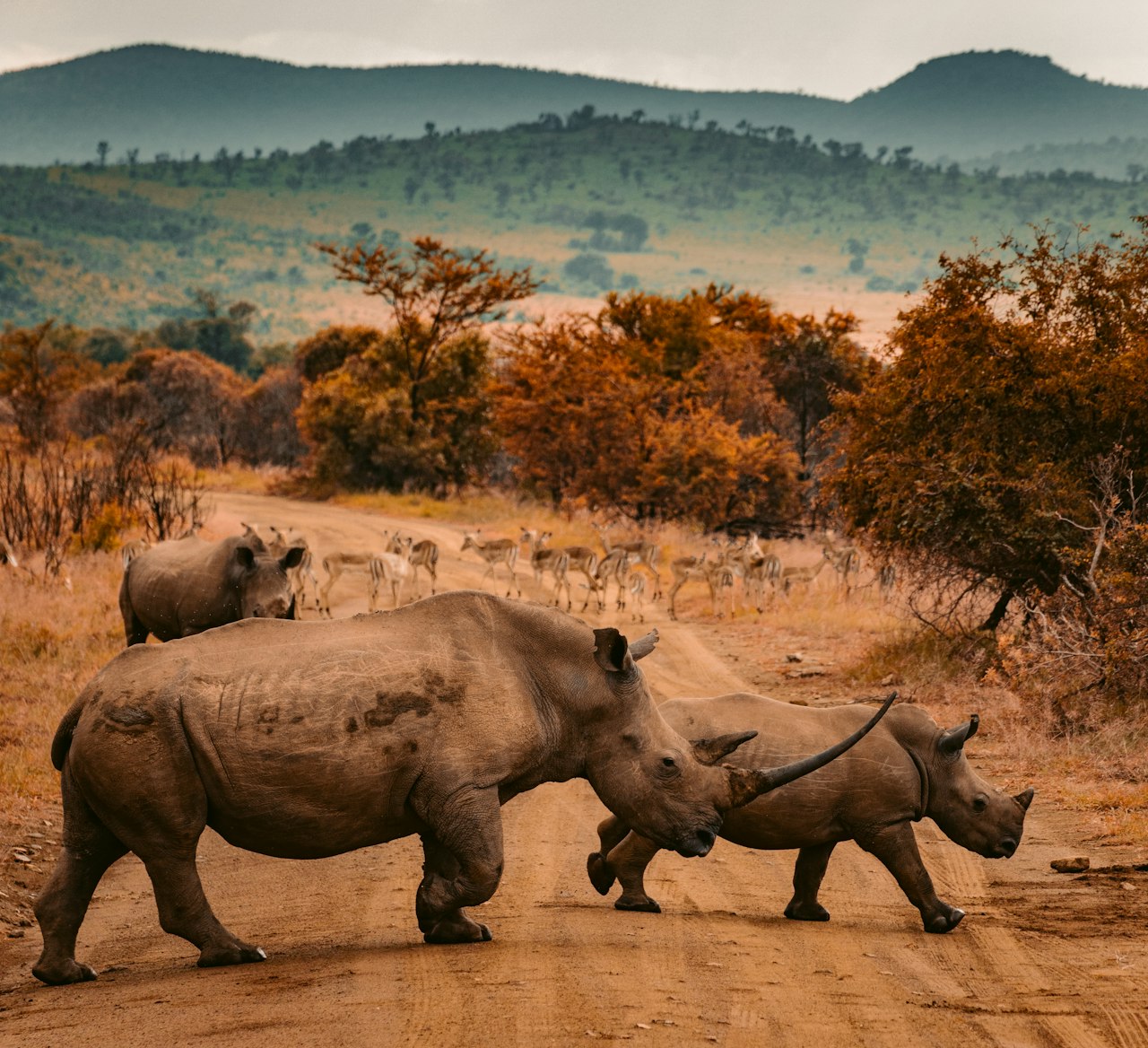 Rhinos crossing the road on safari, Botswana