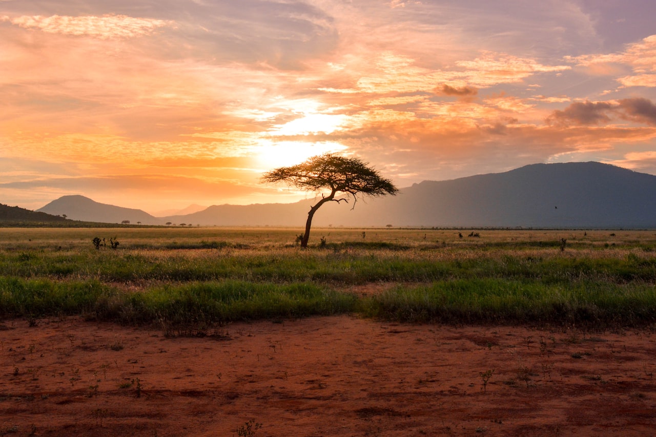 African savanna safari at sunset, acacia trees silhouetted against the sky