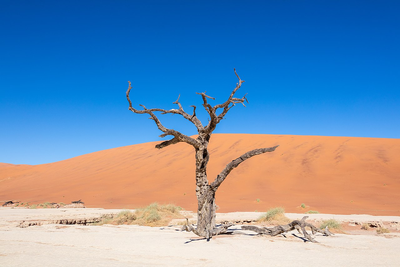 Deadvlei white clay pan and towering red dunes of Sossusvlei, Namibia