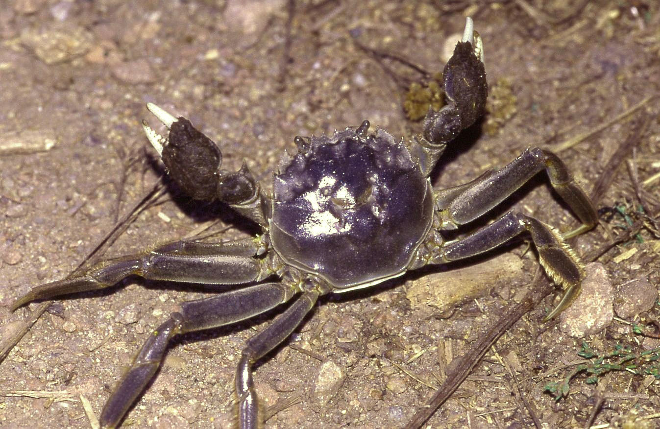 ปูขน (Chinese mitten crab) ปูแม่น้ำขนาดกลาง ขาหน้ามีขนเด่นชัด สัตว์น้ำสัญลักษณ์ฤดูใบไม้ร่วงเซี่ยงไฮ้