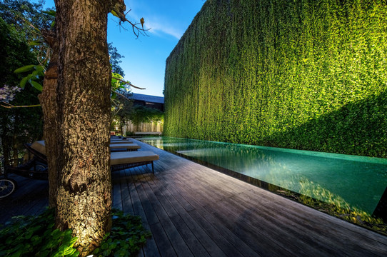 137 Pillars House outdoor pool framed by tall green hedge walls and timber deck