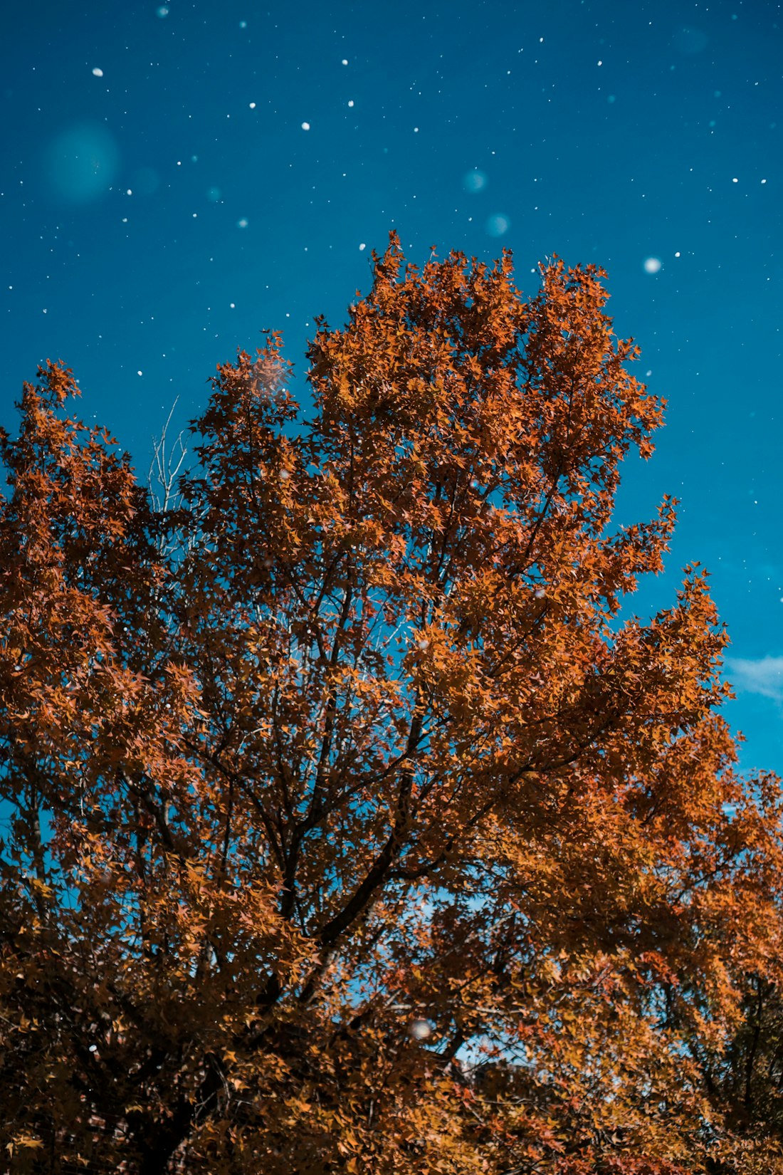 Red maple leaves at Aowanda Forest Recreation Area