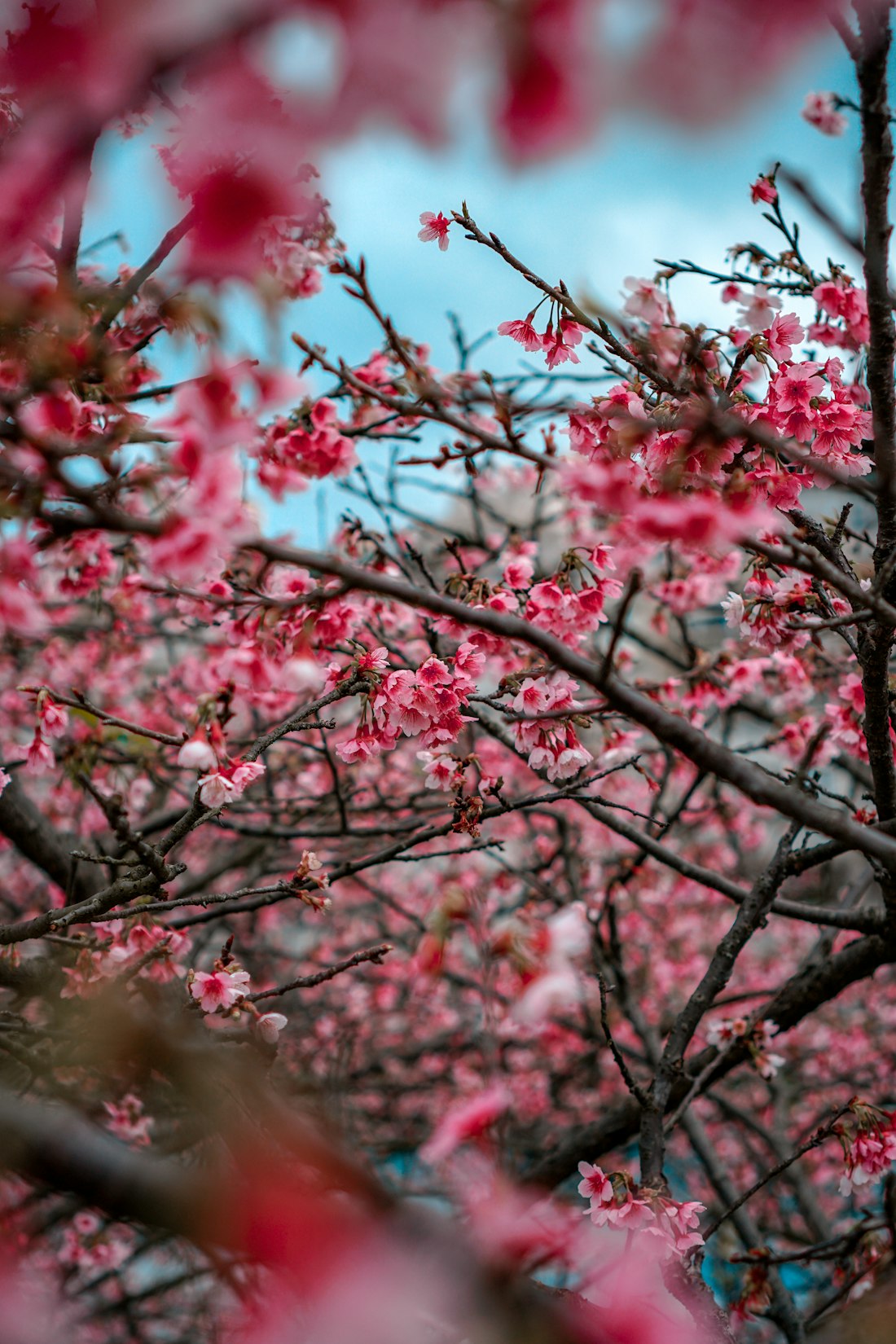 Cherry blossom festival at Formosa Aboriginal Culture Village