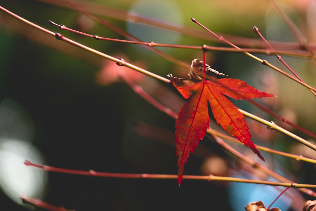 Autumn foliage at Taipingshan National Forest