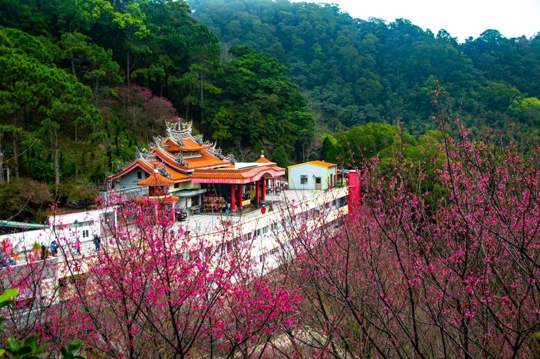 Cherry blossoms surrounding Tianyuan Temple in Tamsui