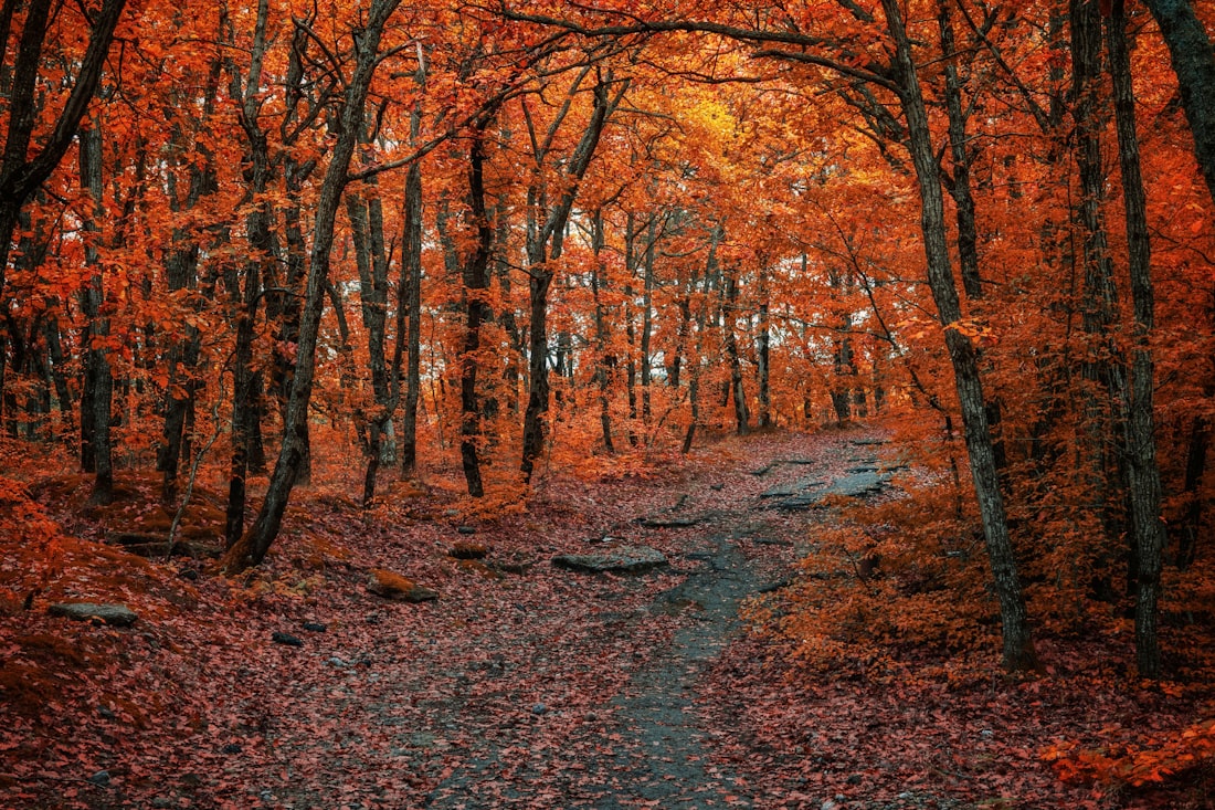 Autumn foliage at Wuling Farm