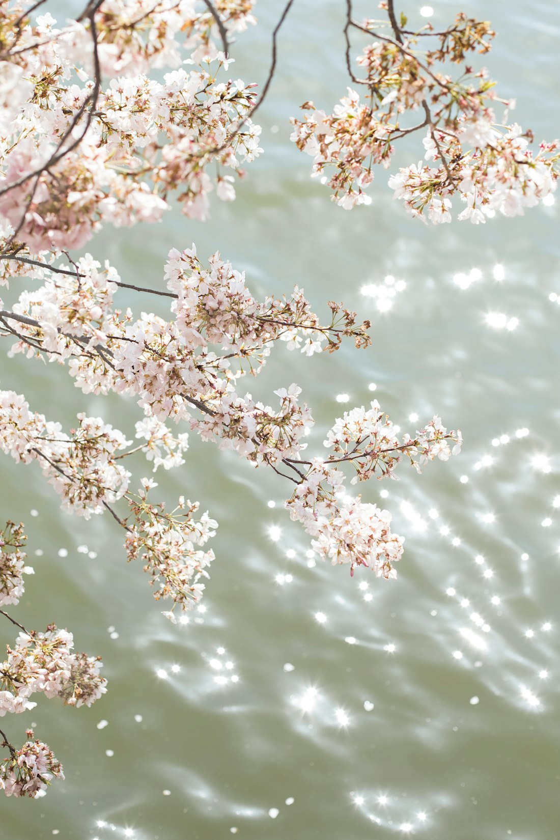 Cherry blossoms in bloom at Yangmingshan National Park